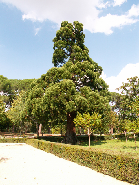 A chaque arbre sa silhouette, ici un plus trappu.