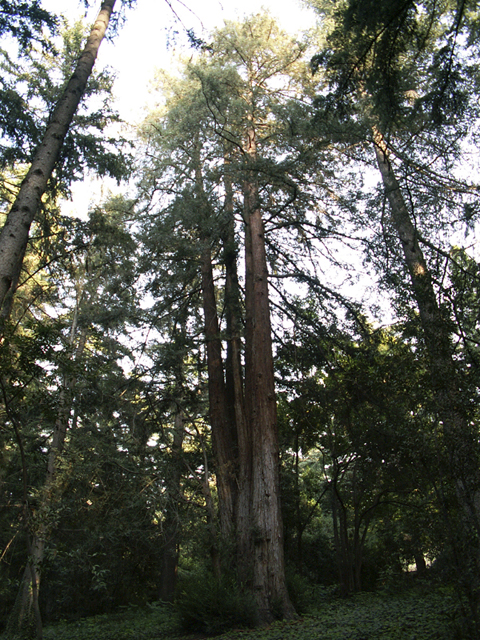 Exemplaire âgé de séquoia sempervirens au Campo del Moro à Madrid © Marc Meyer, septembre 2007