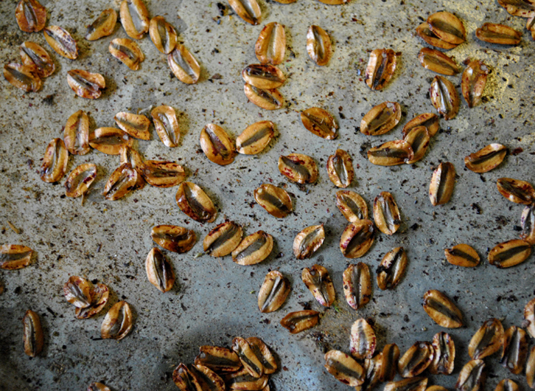 graines de séquoias