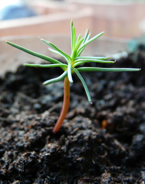 sequoiadendron giganteum