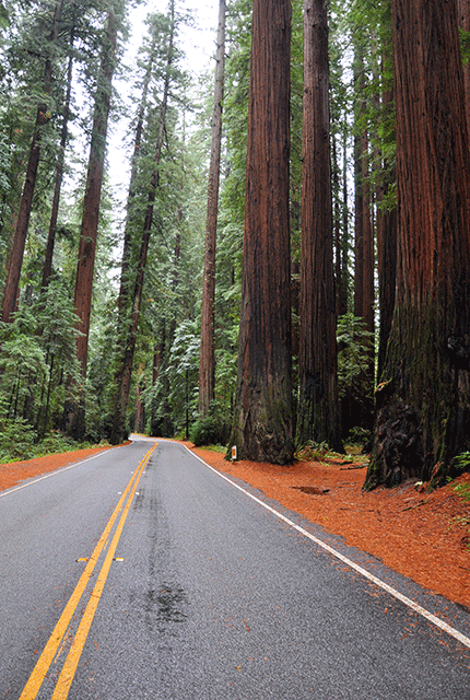 Parking de Grant grove