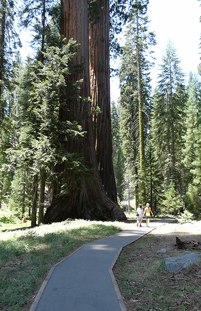 Parking de Grant grove