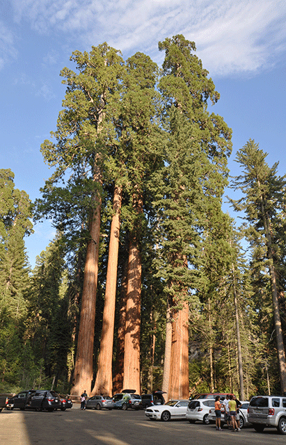 Parking de Grant grove