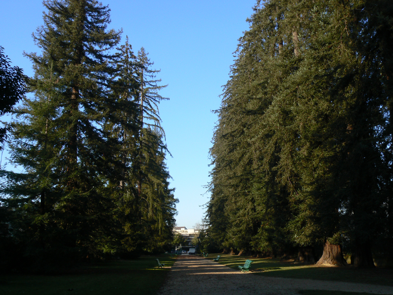 Superbe ensemble de séquoias sempervirens  à Pau © Nathaly Perez