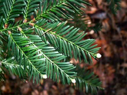 feuillage du séquoia sempervirens