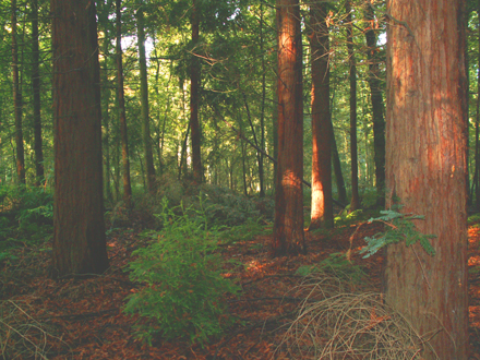 Forêt de séquoias toujours verts, dense et sombre