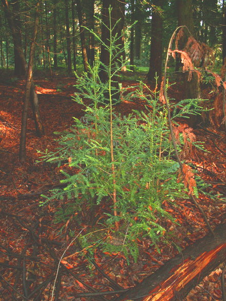 Rejet de souche, reproduction spontanée de séquoia sempervirens, Tervuren, Belgique