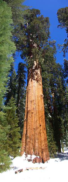 Séquoia géant General Sherman @ Rosanna Reed