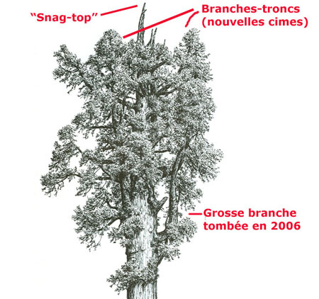 Croquis de la couronne du General Sherman