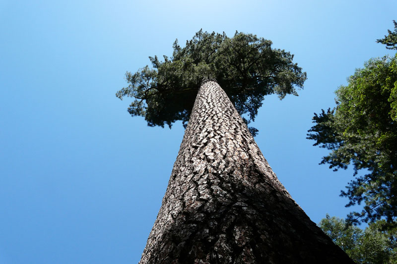 Pin à sucre (sugar pine) à Kings Canyon National Park