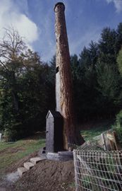 Sequoia Mirabilis
