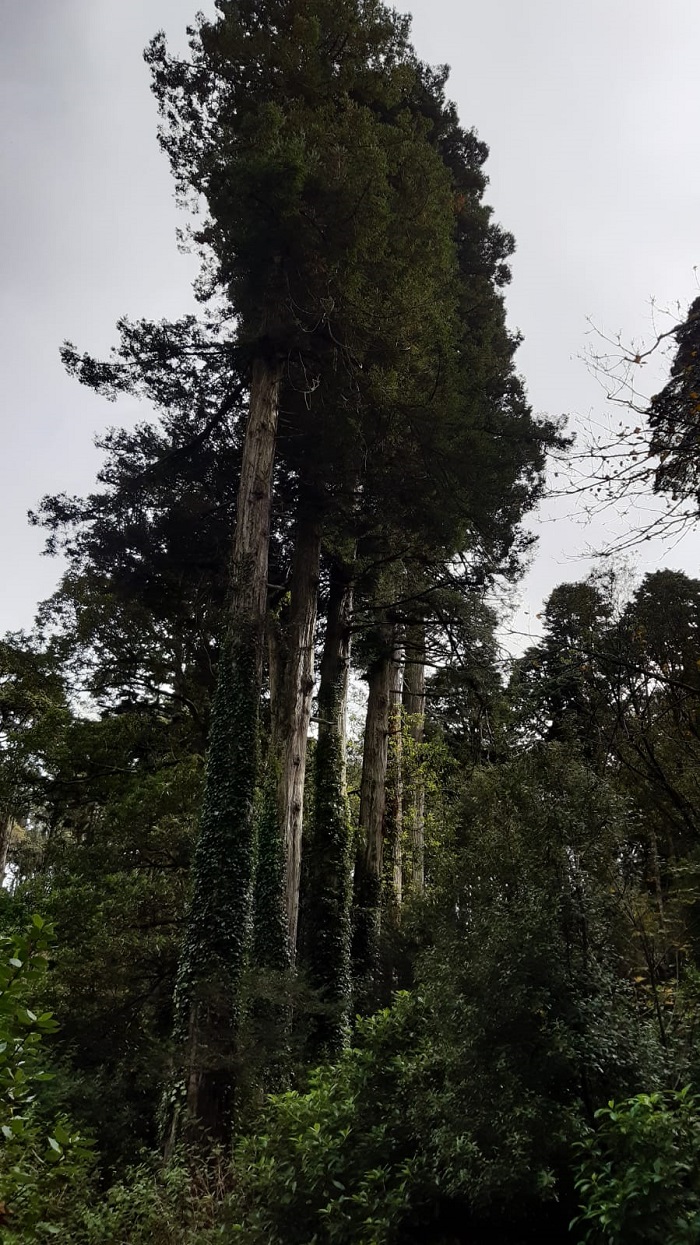 Séquoia sempervirens