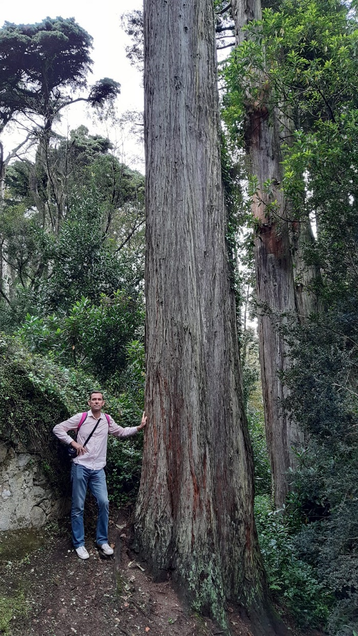 Séquoia sempervirens