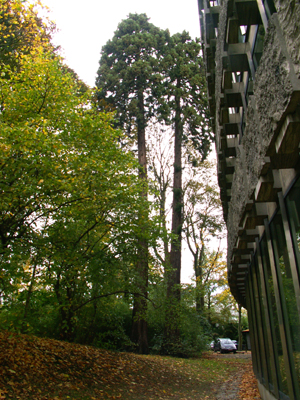 Ces deux arbres jouxtent le "camembert" de Glaverbel,chaussée de la Hulpe © Marc Meyer