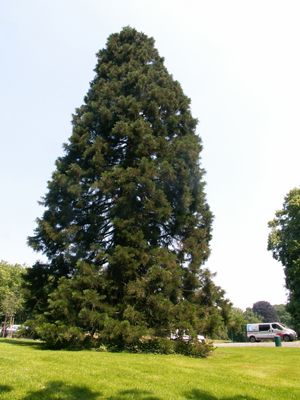 Cet arbre est facilement visible depuis l'avenue de Tervuren. © Marc Meyer