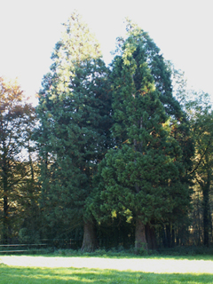 Deux autres séquoias en lisière sud
