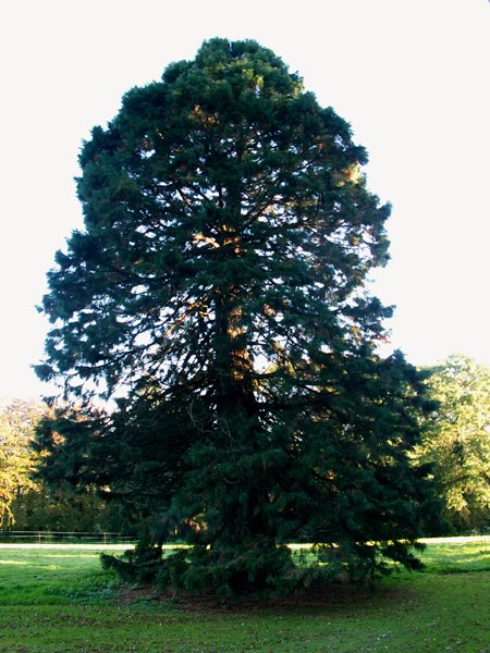 sequoiadendron giganteum