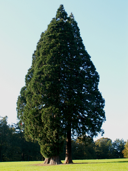 Séquoias géants près de l'entrée de la Chaussée de Bruxelles
