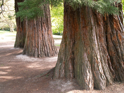 Sequoiadendron giganteum