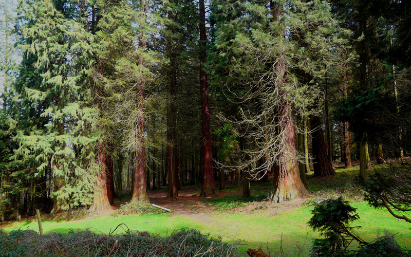 Groupe de séquoias géants © Marc Meyer