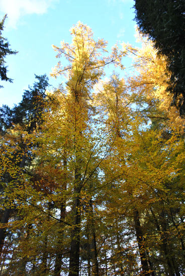 Les mélèzes voisins en automne