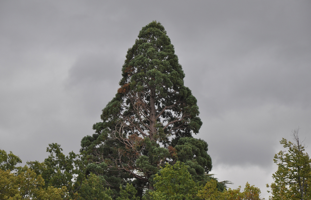 Cime de séquoia géant - Hauteur 43m60