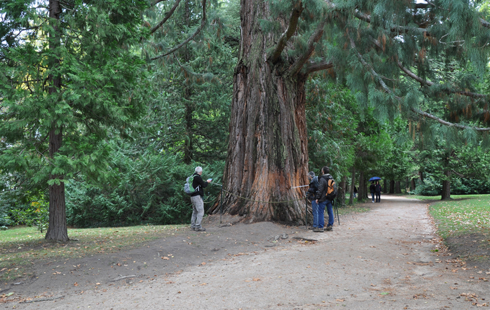 Ce séquoia affiche un tour de taille de 9m46