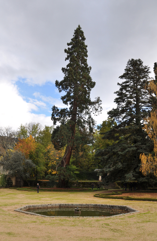 Séquoia dans le jardin privé de la Granja