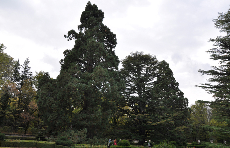 Deux séquoias entourant un joli cèdre