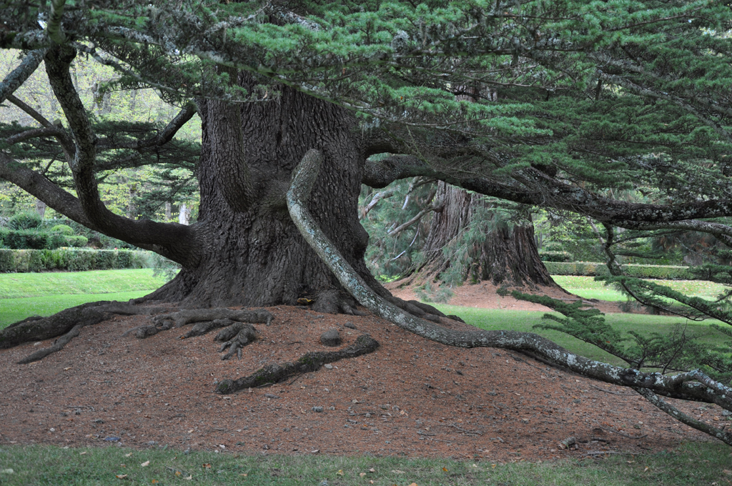 Cèdre et séquoia, une association classique