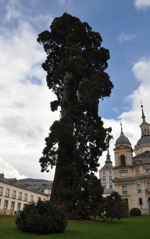 El Rey, La Granja de San Ildefonso