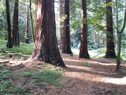 Le séquoia géant aime la lumière!