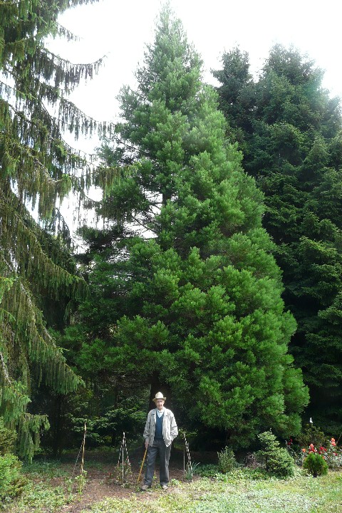 Séquoia géant à Attenschwiller