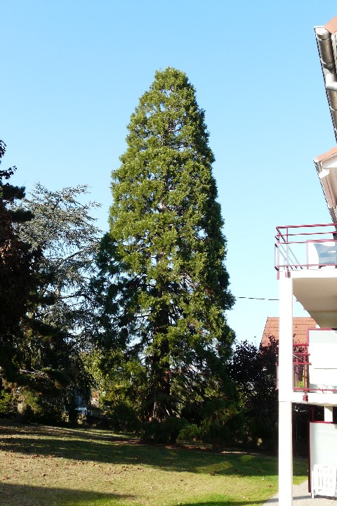 Séquoia géant à Bergholtz