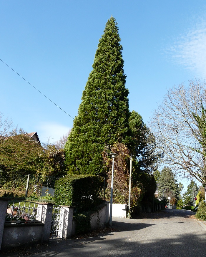 Séquoia géant à Bruebach