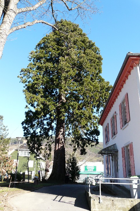 Séquoia géant  résidence du Docteur Mathias
