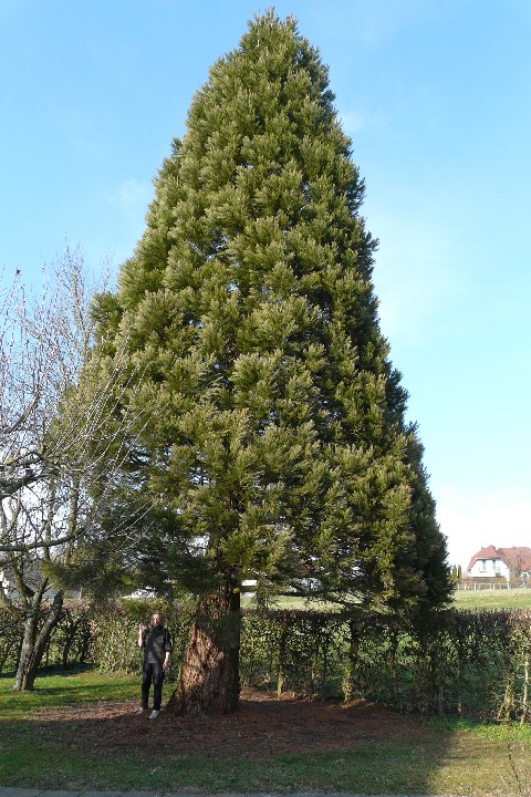 Séquoia géant à Durmenach
