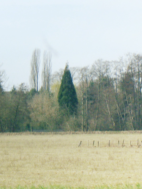 Séquoia géant à Haguenau