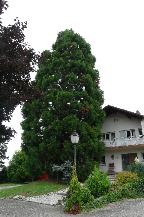 Séquoia géant à Hégenheim