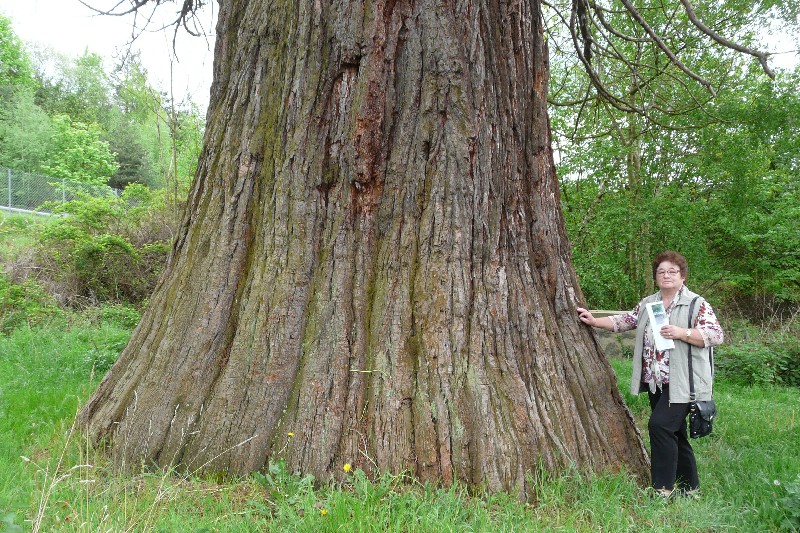 Séquoia géant de 10m20 de circonférence