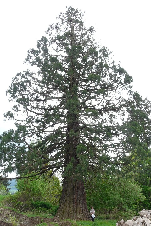 Séquoia géant à Lapoutroie
