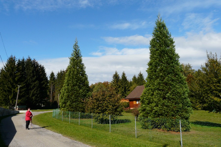 Séquoias géants à Lucelle
