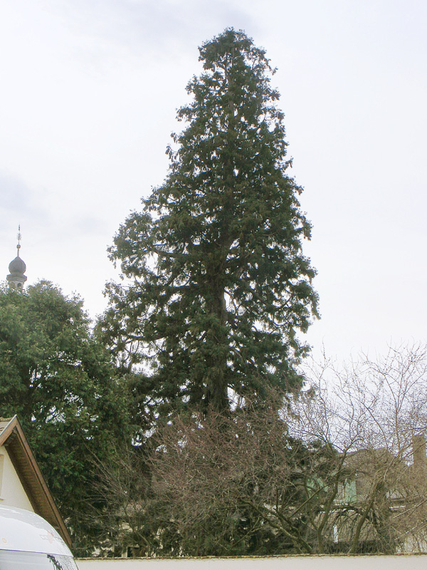 Séquoia géant à Molsheim