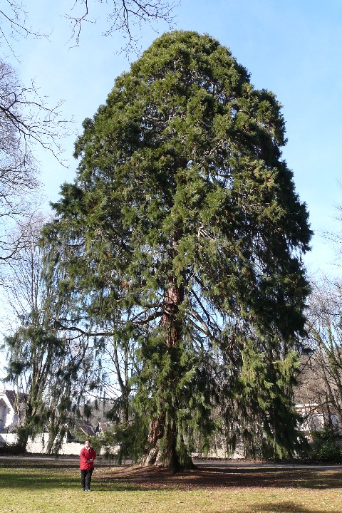 Séquoia géant à Munster parc Albert Schweitzer