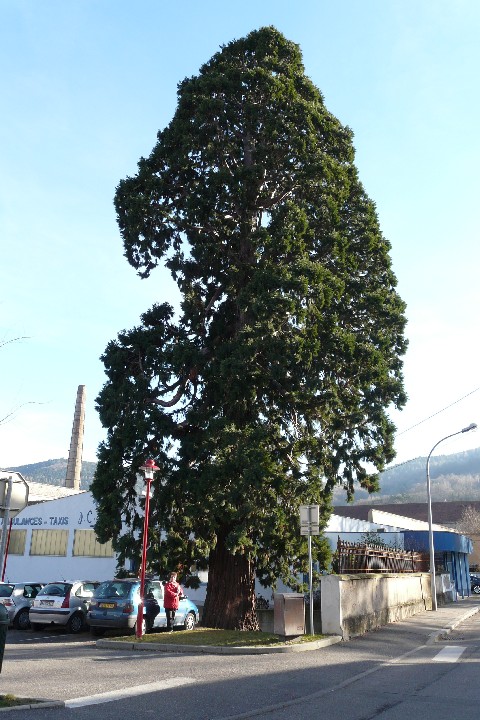 Séquoia géant à Rue Marcel Haedrich