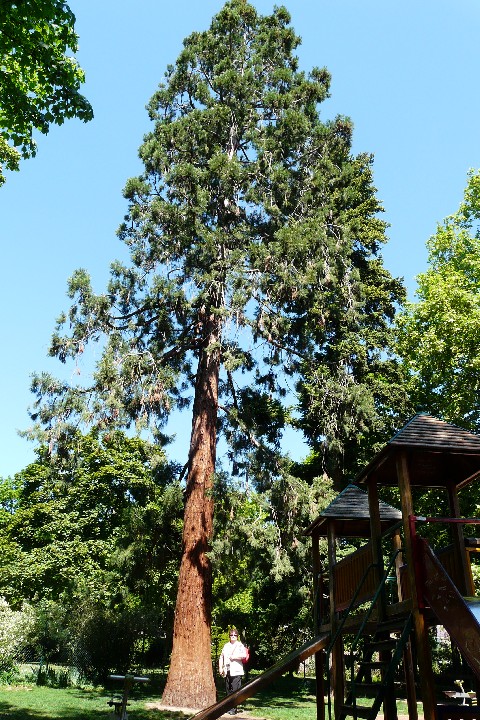 Séquoia géant à Ribeauvillé