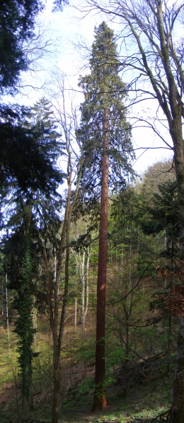 Séquoia géant à Riquewihr