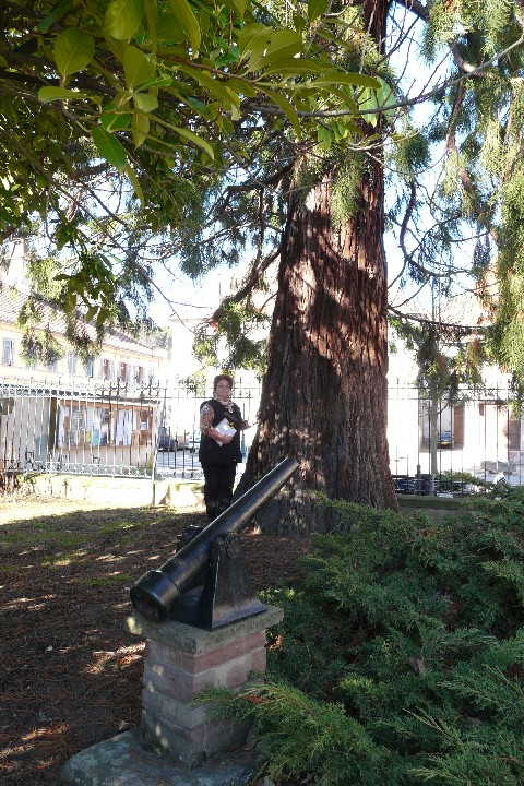 Séquoia géant place de la Mairie