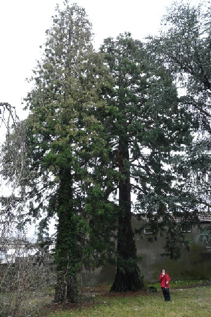 Séquoias géants à Thann 