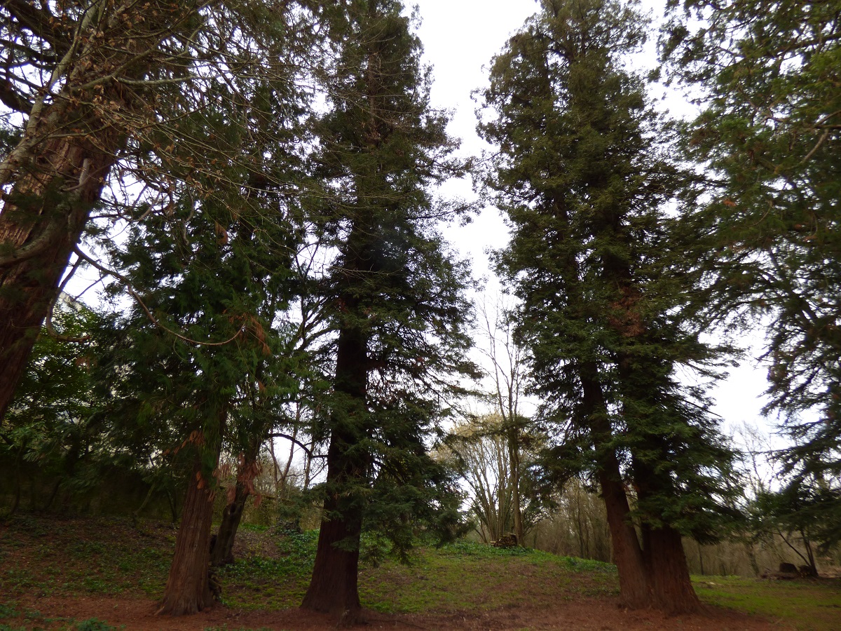 Séquoias sempervirens